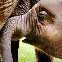 Road Trip To Chang Mai Elephant Friends