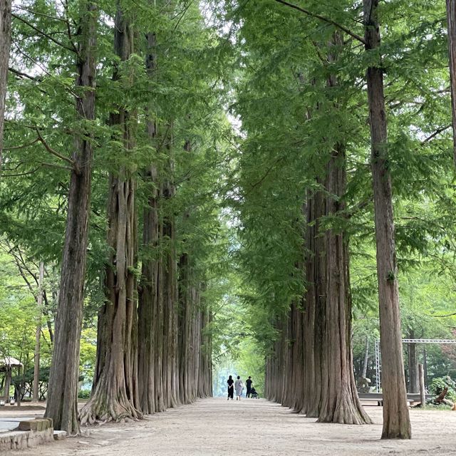 여름 냄새 가득했던 초록 초록한 남이섬 메타세콰이아 길 💚