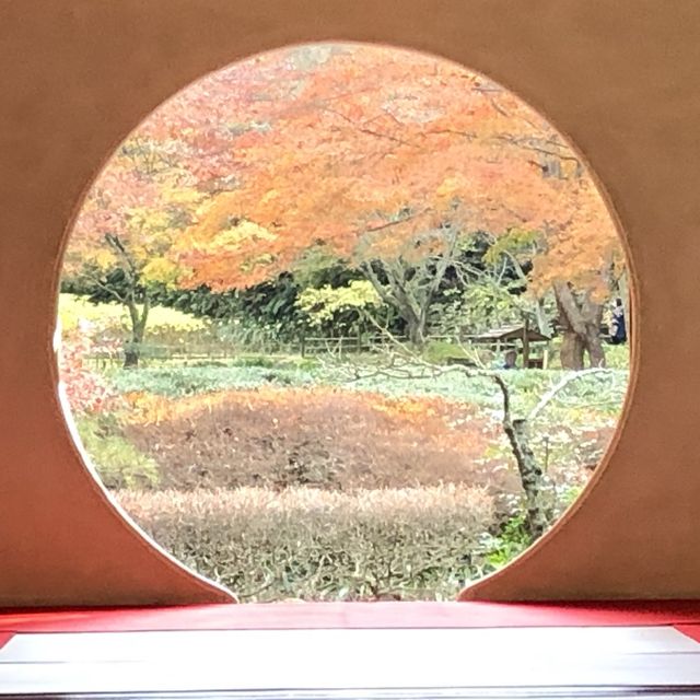 鎌倉の明月院