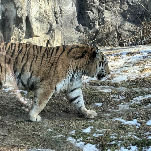 動物多過旅客的公園