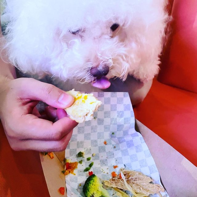 狗狗都入得嘅餐廳🥰