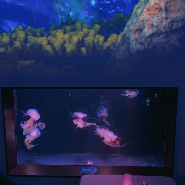 與水母一同晚餐
