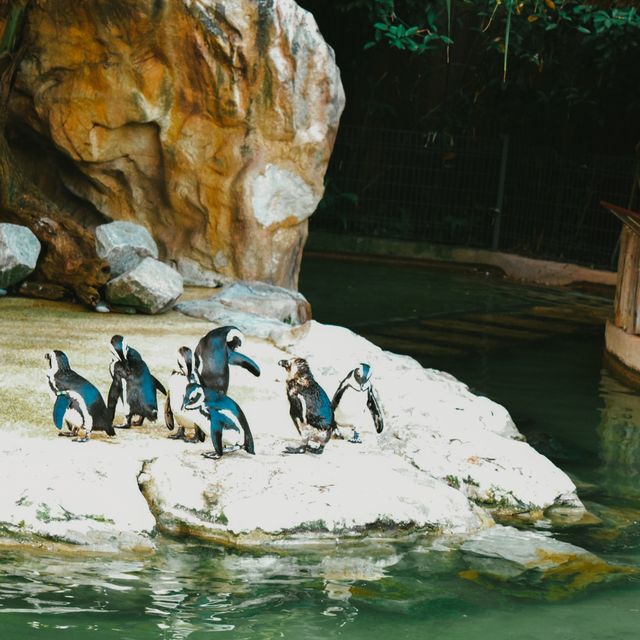 Meet with the birds at Jurong Bird Park