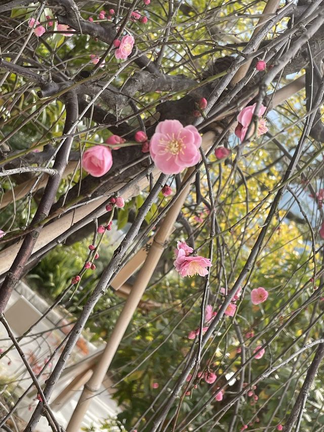 【東京】東郷神社