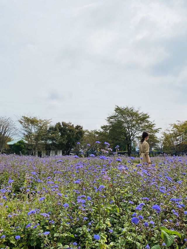 【群馬】季節のお花に囲まれる場所