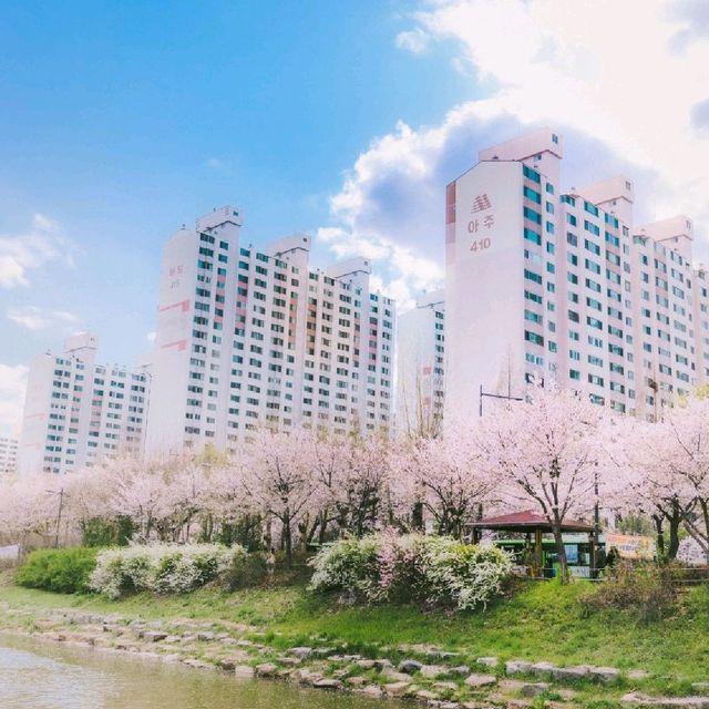 한적하게 벚꽃 구경하고 싶다면 인천 계산천