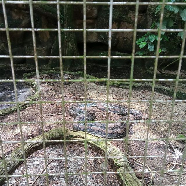 enjoying our zoo trip! 