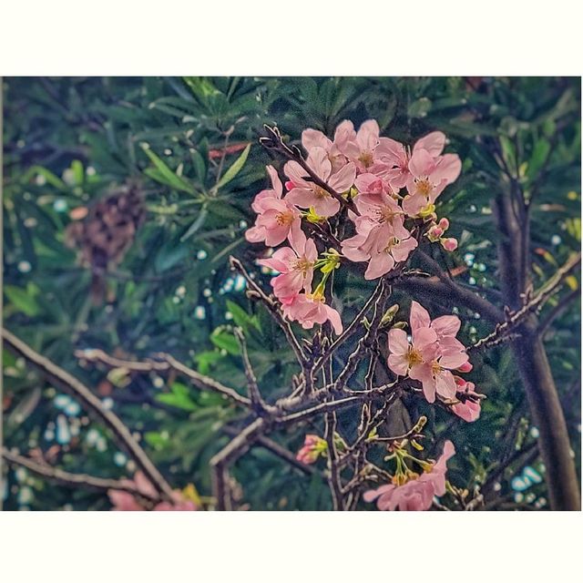 香港賞櫻。單車公園