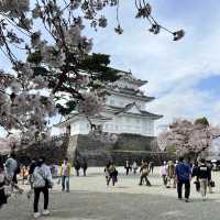 【神奈川】お城と満開の桜が美しい桜の名所🌸