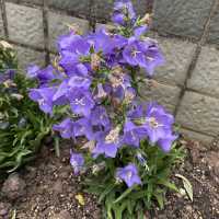 元朗賞花好去處～紫色風信子、彩色雛菊、大紅花、杜鵑花、繡球花等