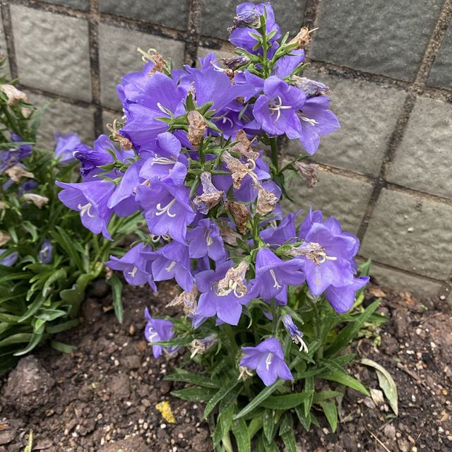 元朗賞花好去處～紫色風信子、彩色雛菊、大紅花、杜鵑花、繡球花等