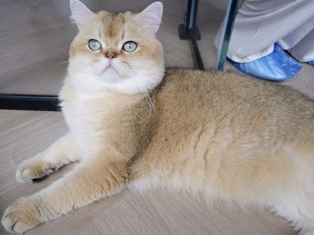 平價玩貓Cafe