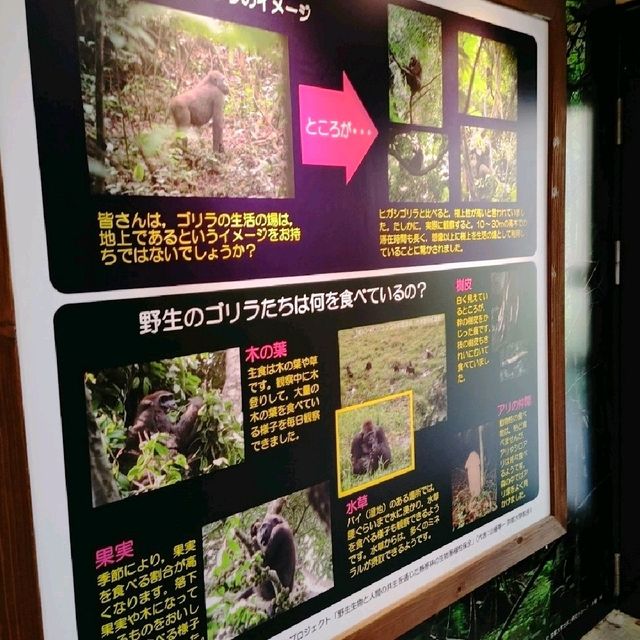 ゴリラのおうち　京都市動物園