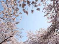 羅曼史之橋釜山余佐川🌸🌸