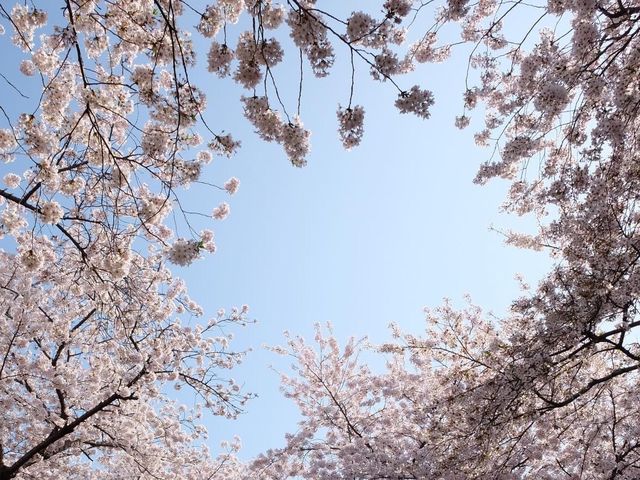 羅曼史之橋釜山余佐川🌸🌸
