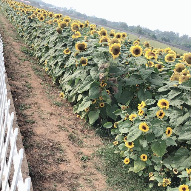 好期待花海開始
