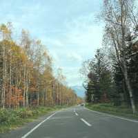 【北海道:美瑛】紅葉と青い池を愛でる