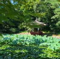 [서울]🌿부용 천국인 창덕궁 후원🏡