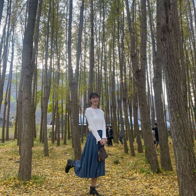 노란 단풍을 볼 수있는 경주 도리마을