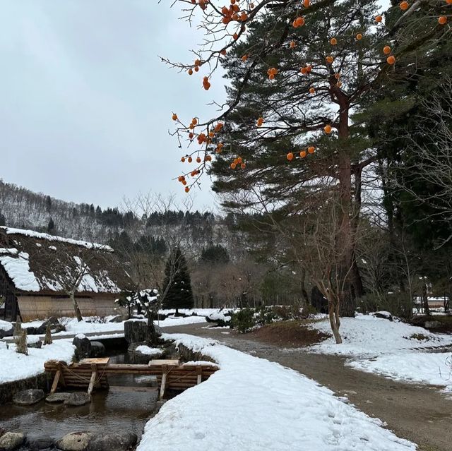 Winter wonderland