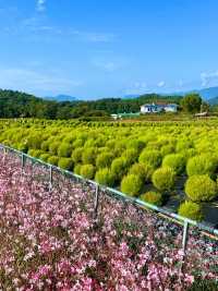 꽃길을 걸어요🌸강원도 철원 고석정 꽃밭 