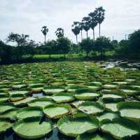 สวนบัว​กระด้ง​  เมืองสองแคว​ 
