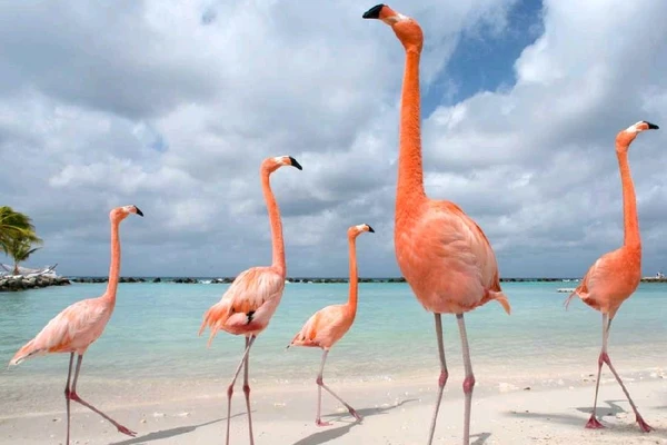 Animal islands Japan Travelogues Animal islands Japan Travelogues