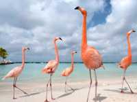  Animal islands 