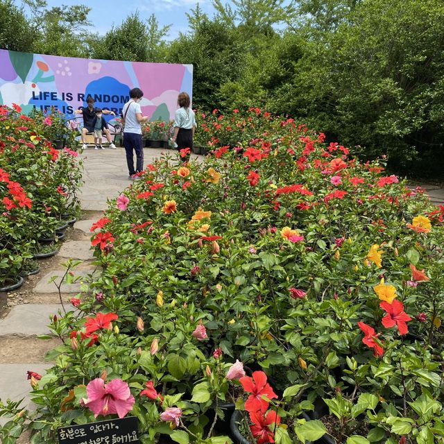 [제주] 까멜리아 힐 🌸, 그렇다고 수국만 있는 건 아닙니다?