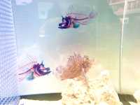 【東京】海の生き物がスッケスケ！「スケボーン展」