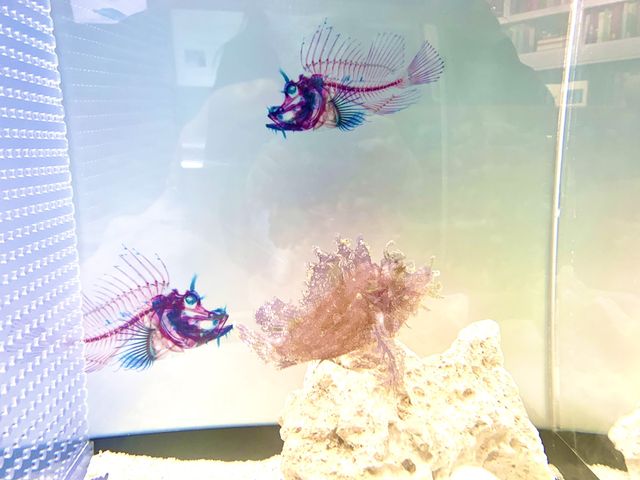 【東京】海の生き物がスッケスケ！「スケボーン展」