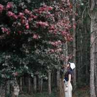 🌲 ภูกระดึง ในวันที่มีพายุ 