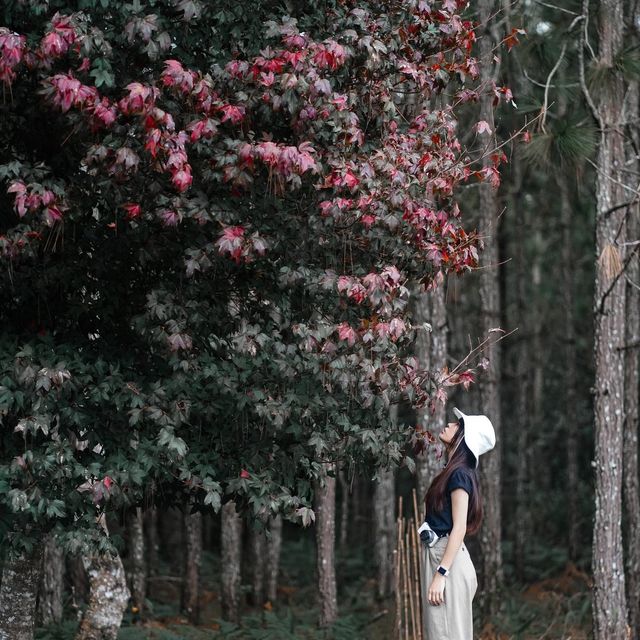 🌲 ภูกระดึง ในวันที่มีพายุ 