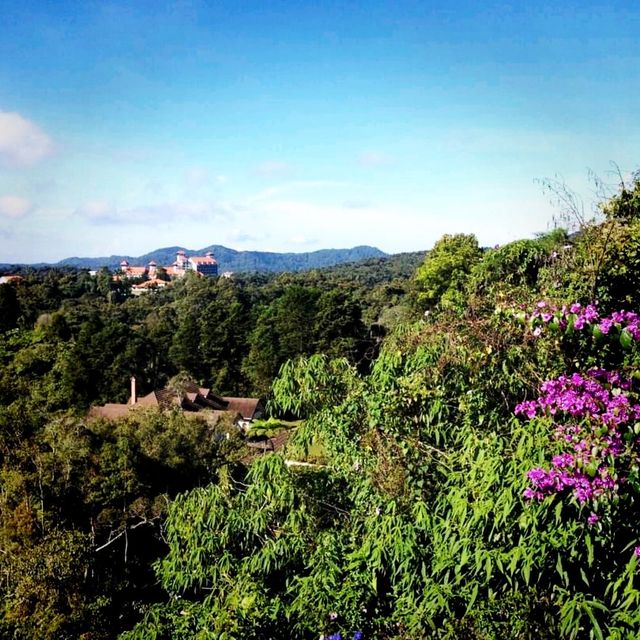 The Town Of Cameron Highlands