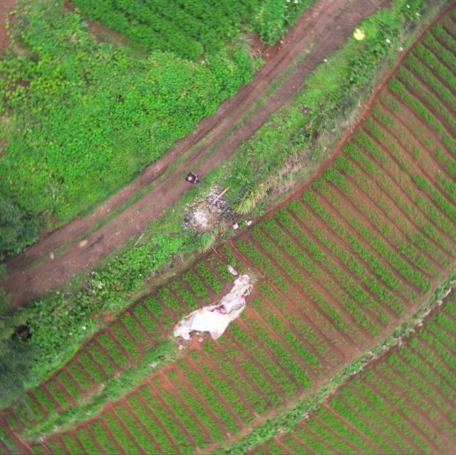 Rice Farm from Above