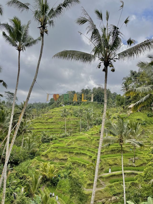 I cant Bali-eve my eyes.....