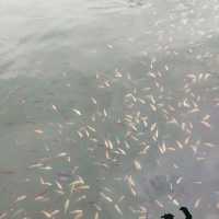 Legendary & Serenity of Blue Lake,  Bau