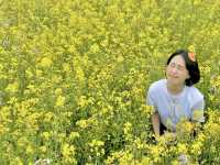 4월 제주 가파도 유채꽃밭에서!🌼