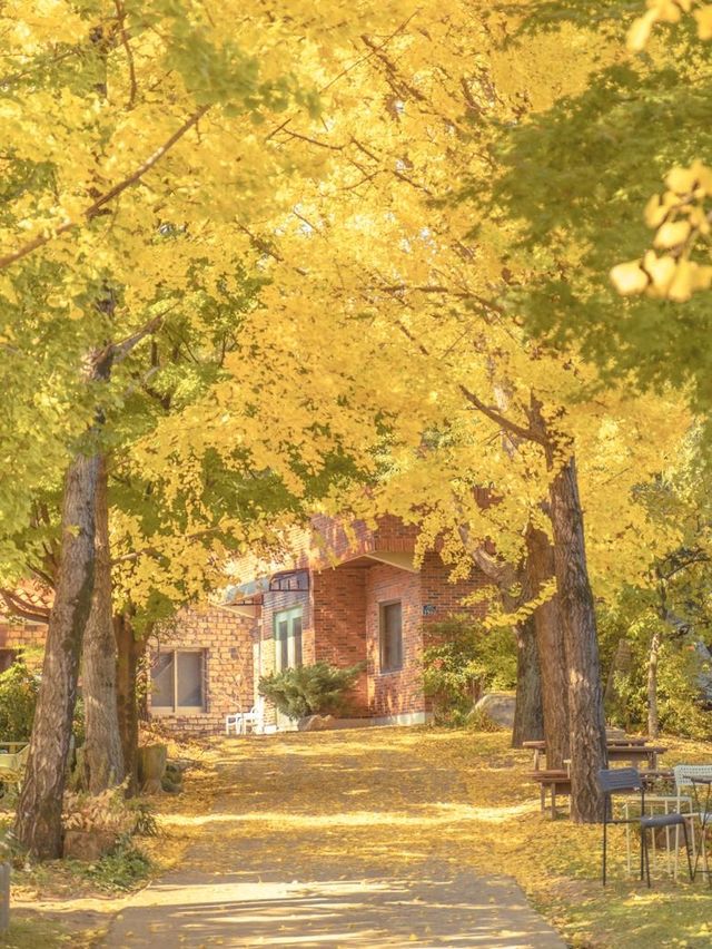 은행나무와 감나무가 있는 카페💛