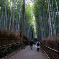 竹やぶ、紅葉が見頃に【常寂光寺】✨