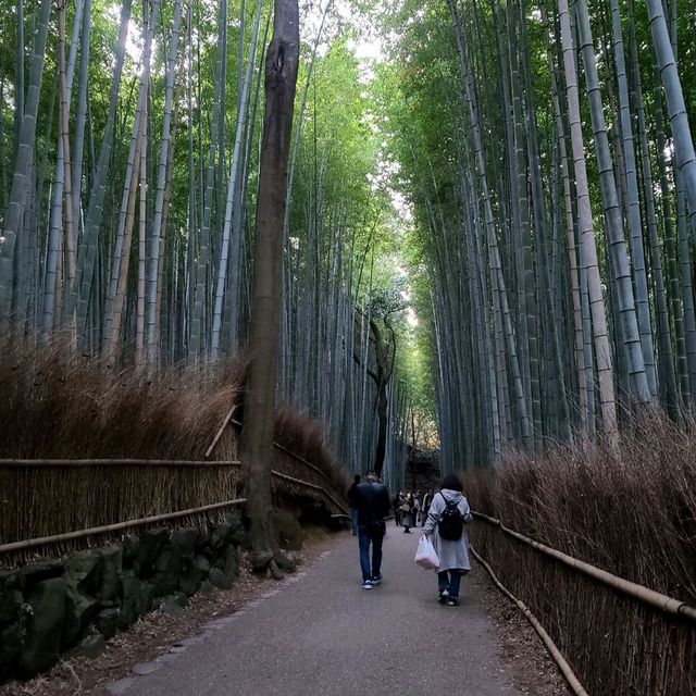 竹やぶ、紅葉が見頃に【常寂光寺】✨