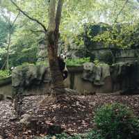 Cuteness load; giant panda sanctuary 