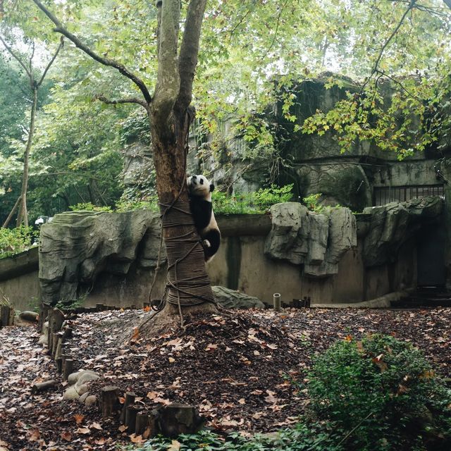 Cuteness load; giant panda sanctuary 