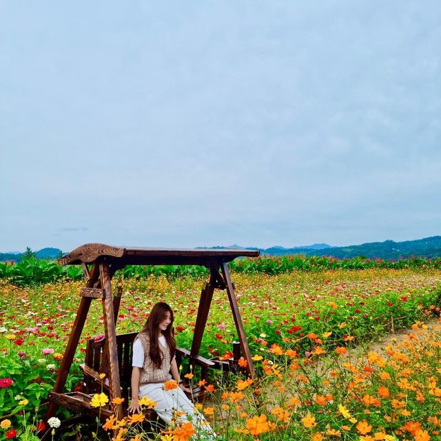 [연천] 꽃구경 명소🌸🌼🌺‘임진강댑싸리공원’