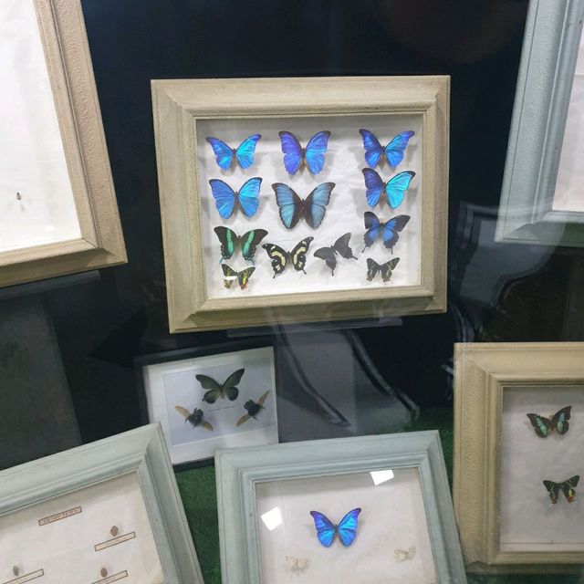 Amazing zooalogical museum 