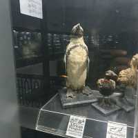 Amazing zooalogical museum 