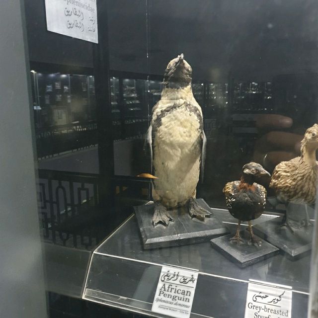 Amazing zooalogical museum 