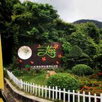 Tropical paradise forest  #Sanya 