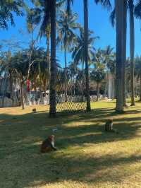Nanwan Monkey Island🌴🙊🥥