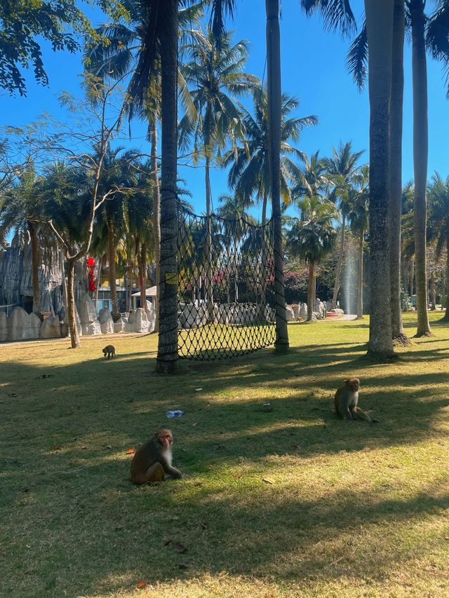 Nanwan Monkey Island🌴🙊🥥